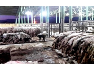 Sarıgöl’de Thk, 6 Bin 289 Deri Topladı