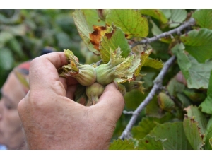 Fındık Üreticilerine ’Emanete Bırakmayın’ Uyarısı
