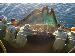 Samsun Deniz Avcılığının Merkezi Oldu