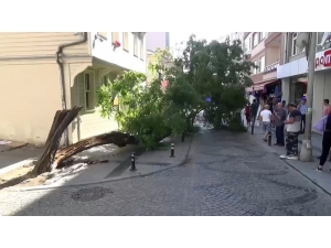 Silivri’de Yıkılan Ağaç Caddeyi Trafiğe Kapattı