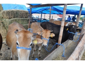 Kurbanlıklar Elde Kaldı