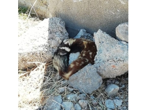 Nesli Tükenmekte Olan Alaca Sansar, Sivas’ta Görüldü