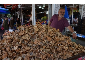 Fındık Mantarına ‘Gurbetçi’ Rağbeti
