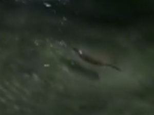 Tunceli’de Su Samuru Görüntülendi