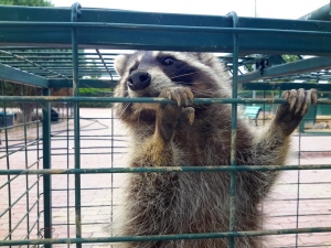 Konya’da Cami Lojmanının Çatısına Çıkan Rakun Yakalandı