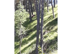 Aç Kalan Ayı, Merada Otlayan Hayvanların Yakınına Kadar Geldi