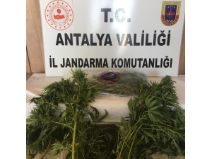 Alanya’da Esrar Ve 49 Kök Hint Keneviri Ele Geçirildi