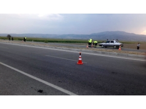 Kaplumbağayı Kurtarmak İsterken Canından Oldu