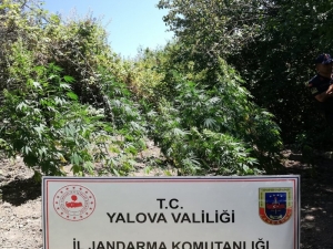 Yalova’da Uyuşturucu Operasyonu