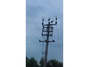 Göç Eden Leylekler İçin Elektrikler Kesildi