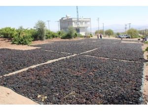 ‘Horoz Karası’ Cinsi Üzüm Kurutulmaya Başlandı