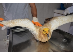 Bilecik’te Son 8 Ayda 420 Köpek İle 150 Kedi Kısırlaştırıldı