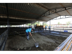 Hayvan Pazarında Bayram Sonrası Temizliği