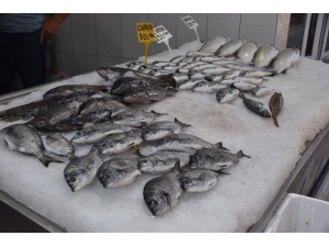 Eşkina Balığı Tezgahlardaki Yerini Almaya Başladı