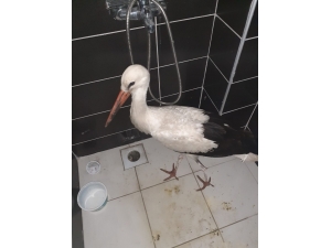 Yaralı Leylek Hayata Döndürüldü