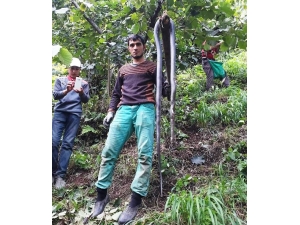 Fındık Bahçelerinde Görülen Yılanlar Korkutuyor