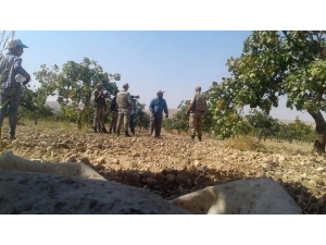 Hırsızlar Fıstık Bahçesine Dadandı