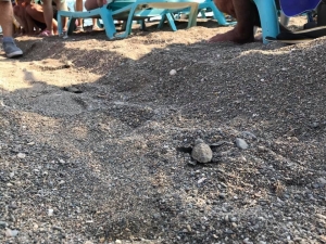 İztuzu Plajı’ndaki Yuva Sayısı 597’ye Ulaştı