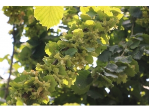 Fındık Bilim İstiyor