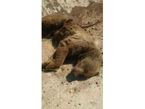 Yola İnen Ayıya Araç Çarptı