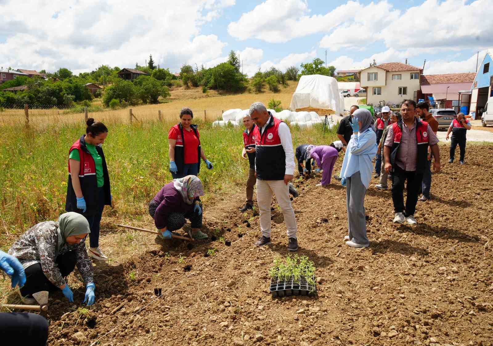 universite-serasinda-uretiliyor-ciftcilerin-geliri-aromatik-bitkilerle-artacak