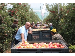 Türkiye’nin Elma Deposu Karaman’da Erkenci Elma Hasadı Başladı