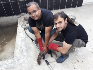 Kars’ta Kaya Sansarı Tedaviye Alındı