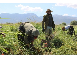 Ziraat Odasından Tarım İşçilerinin Yaşam Şartlarını İyileştirme Çağrısı