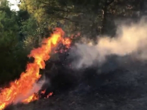 Hatay’da Orman Yangını