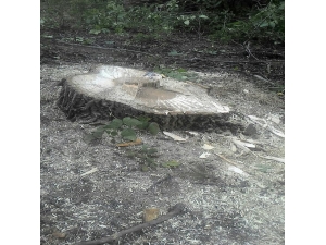 Pazaryeri’nde Tarlada Ağaçlar Kesilerek Çalındı