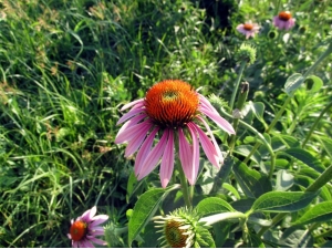 Hem Karlı Hem De Şifalı