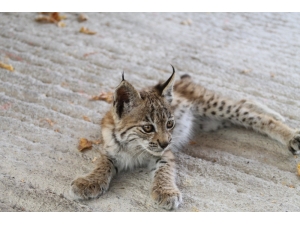 Bitkin Halde Bulunan Yavru Vaşak Koruma Altına Alındı