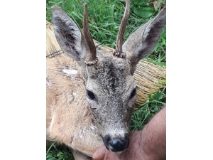 Yaralı Karaca Yayla Sakinlerine Sığındı