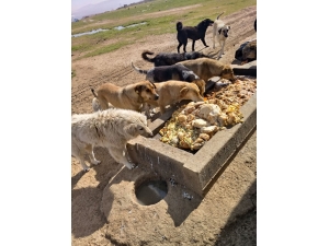 Gebze’de Artan Yemekler Sokak Hayvanlarına Gidiyor