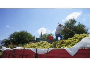 Sarıgöl’de Şaraplık Üzüm Alımları Başladı