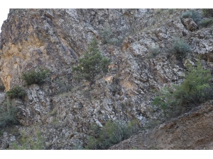 Artvin’de Yaban Keçisi Sürüsü Kameralara Yakalandı