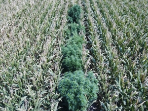 Mısır Tarlasına Kenevir Ekmişler