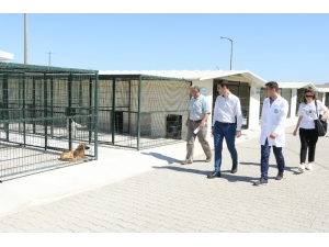 Sokak Hayvanlarının Can Güvenliği Emin Ellerde