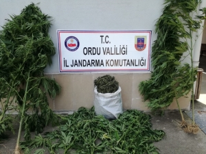 Ordu’da İzinsiz Kenevire Suçüstü