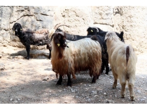 Kayıp Keçileri Jandarma Buldu