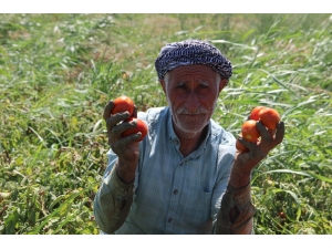 Domateste Üretim Çok Rekolte Düşük