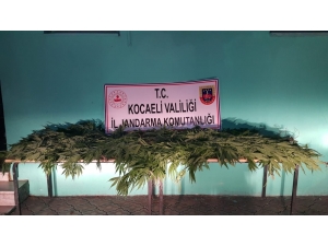 Gölcük’te Ormanlık Alanda 72 Kök Kenevir Yakalandı