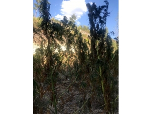 Menteşe’de Jandarma’dan Kenevir Operasyonu