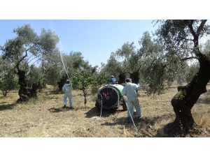 Zeytin Sineğine Organik Çözüm