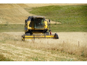 Pazar Bulamayan Siyez, Çiftçileri Üzdü