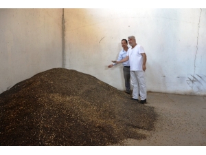 Biga’da Ayçiçeği Alımı Başladı