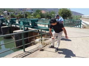 Fethiye Körfezi Ölüyor