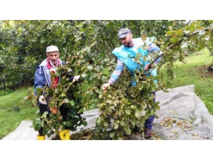 Yağmur Altında Fındık Hasadı