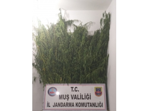 Muş’ta Kenevir Operasyonu: 3 Gözaltı