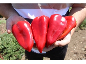 Kula’nın Yeni Gelir Kapısı: Kırmızı Biber